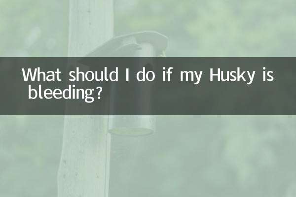 哈士奇拉血怎麼辦