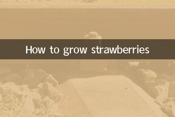 Como cultivar morangos