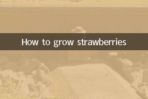 Como cultivar morangos