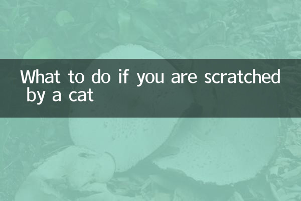 اگر توسط گربه خراشیدید چه باید کرد؟
