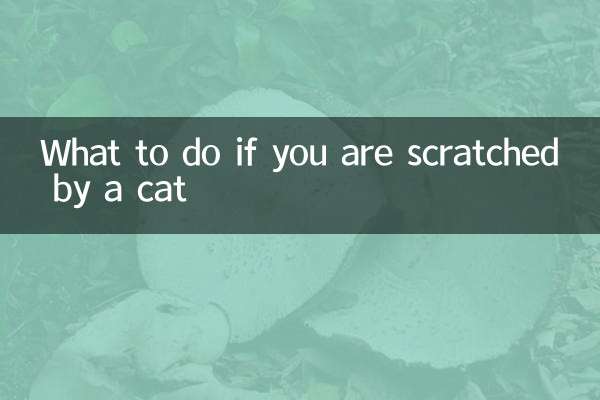 ماذا تفعل إذا خدشتك قطة