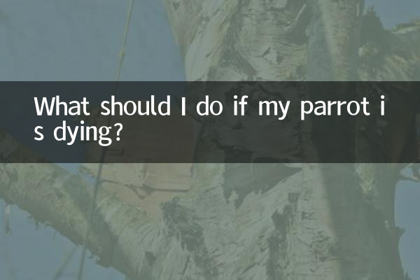 اگر طوطی من در حال مرگ است چه کار کنم؟