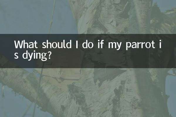 اگر طوطی من در حال مرگ است چه کار کنم؟