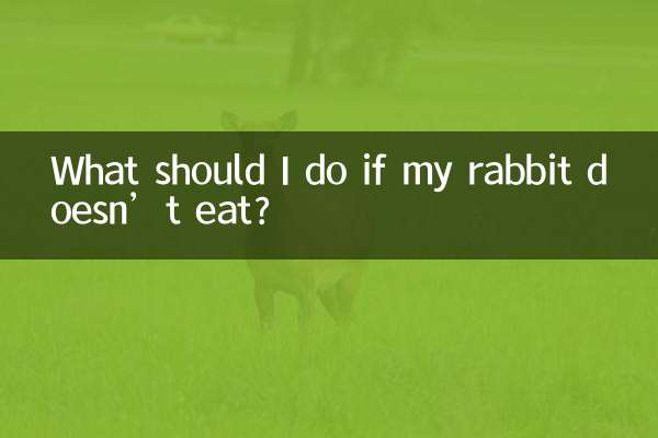 Что делать, если кролик не ест?