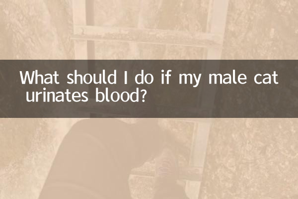 ¿Qué debo hacer si mi gato macho orina sangre?