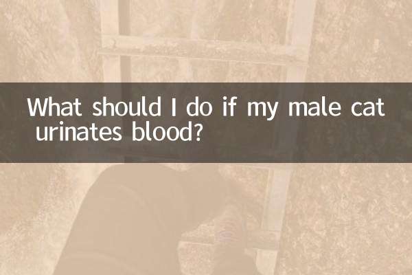 ¿Qué debo hacer si mi gato macho orina sangre?