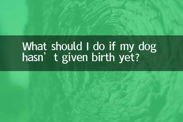 Что делать, если моя собака еще не родила?