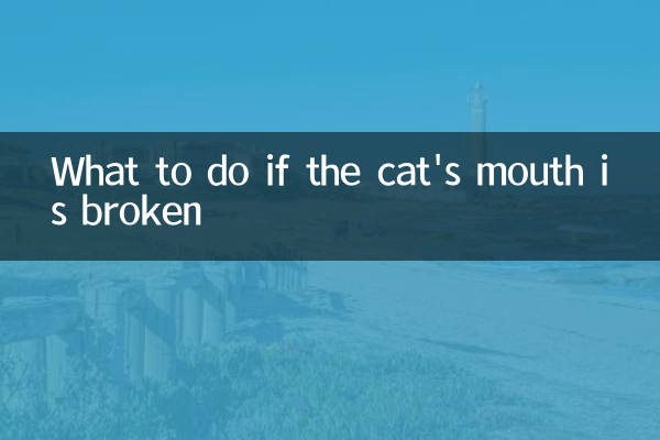 猫的嘴破了怎么办