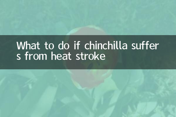 চিনচিলা হিট স্ট্রোকে আক্রান্ত হলে কী করবেন