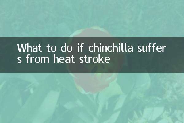 চিনচিলা হিট স্ট্রোকে আক্রান্ত হলে কী করবেন