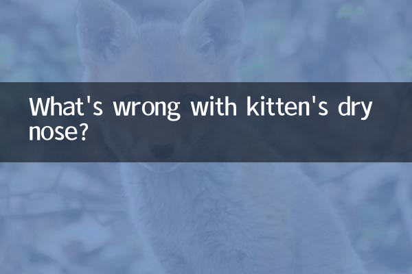 What's wrong with kitten's dry nose?
