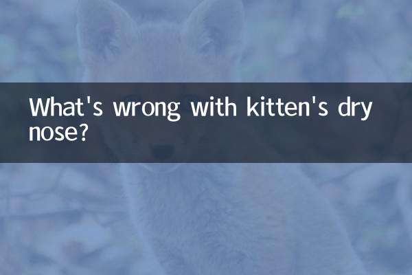 What's wrong with kitten's dry nose?