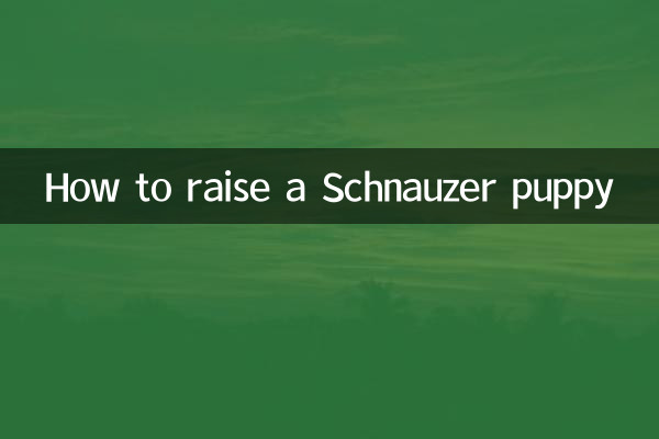 Как вырастить щенка шнауцера