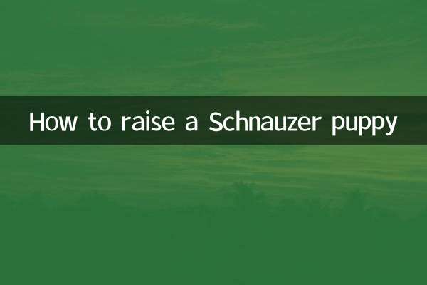 Как вырастить щенка шнауцера
