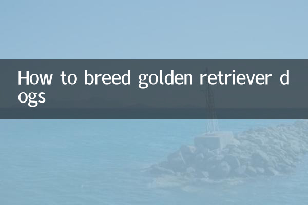 怎么让金毛狗配种