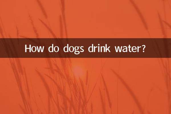 Как собаки пьют воду?