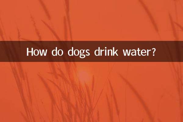 Как собаки пьют воду?