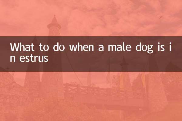 What to do when a male dog is in estrus