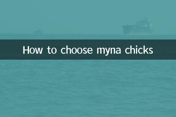 九官鳥の雛の選び方