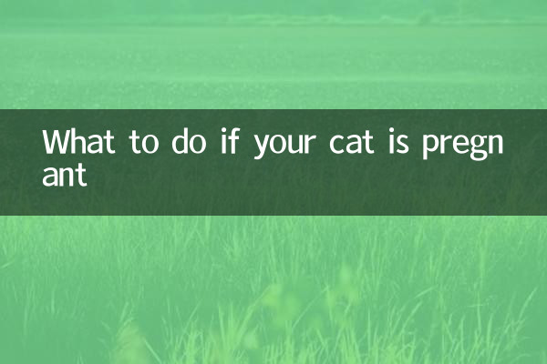 اگر گربه شما باردار است چه باید کرد؟