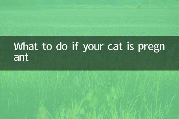 고양이가 임신했다면 어떻게 해야 할까요?