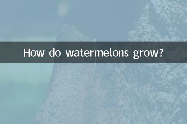 Comment poussent les pastèques ?