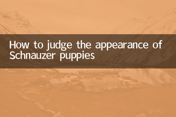 Как оценить внешний вид щенков шнауцера