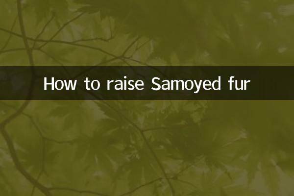 Come allevare la pelliccia di Samoiedo