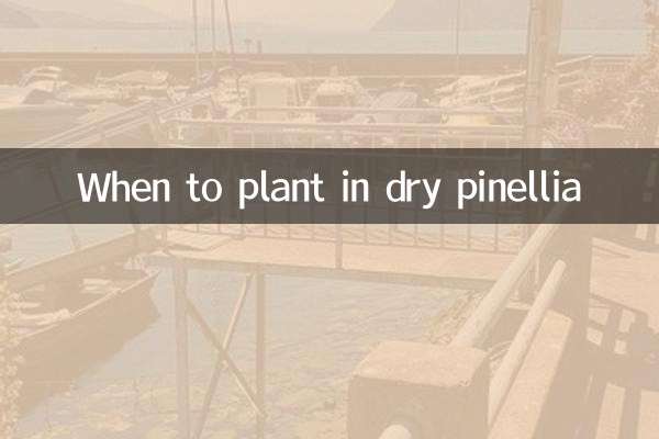 Когда сажать в сухую пинеллию