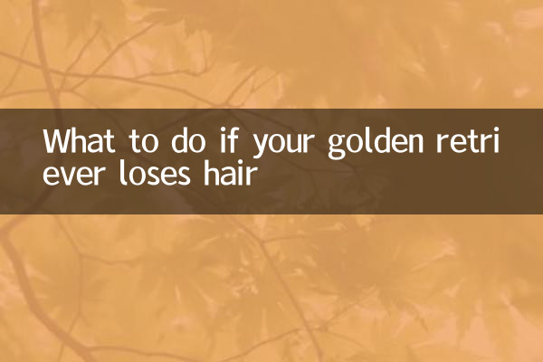 ماذا تفعل إذا فقد كلب جولدن ريتريفر شعره؟