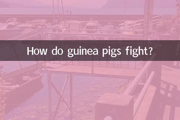 モルモットはどうやって戦うの？