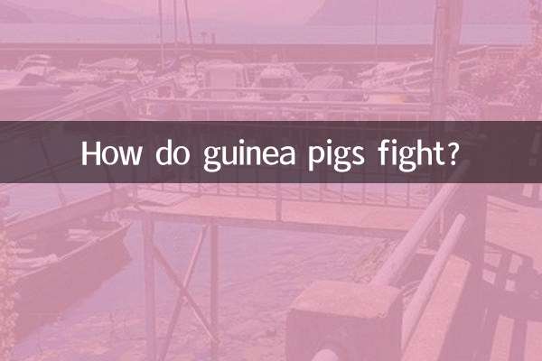 モルモットはどうやって戦うの？