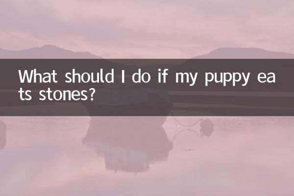¿Qué debo hacer si mi cachorro come piedras?