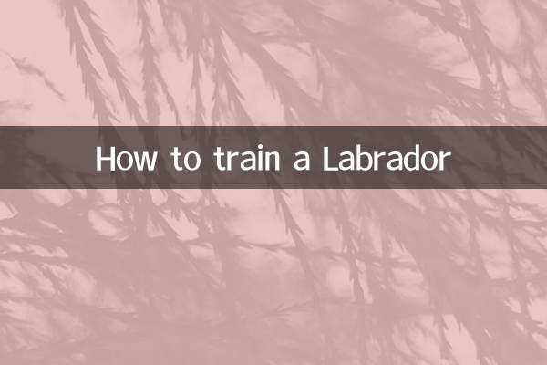 Cómo entrenar a un labrador