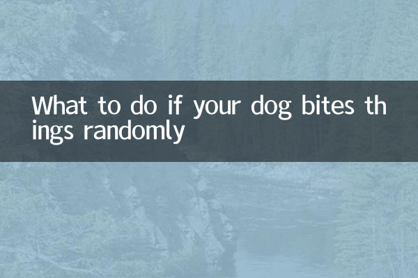 ماذا تفعل إذا عض كلبك الأشياء بشكل عشوائي