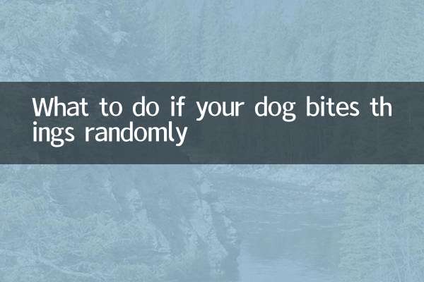 ماذا تفعل إذا عض كلبك الأشياء بشكل عشوائي