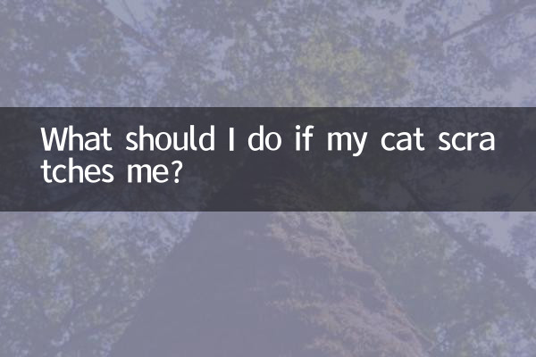اگر گربه من را خراشید چه کار کنم؟