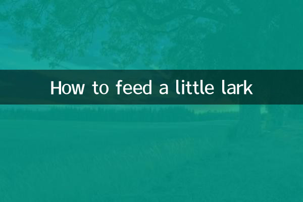 How to feed a little lark