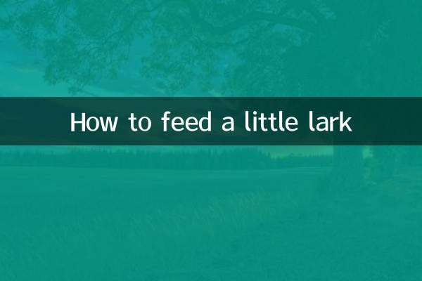 How to feed a little lark