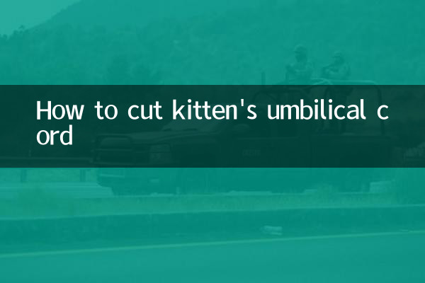 How to cut kitten's umbilical cord
