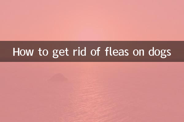 کتوں پر پسووں سے کیسے چھٹکارا حاصل کریں