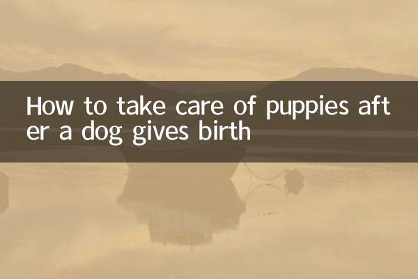 狗生小狗怎麼照顧