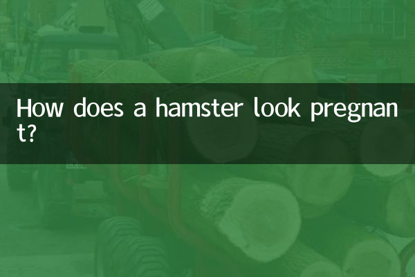 Wie sieht ein schwangerer Hamster aus?