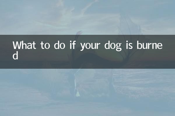狗被燙傷了怎麼辦