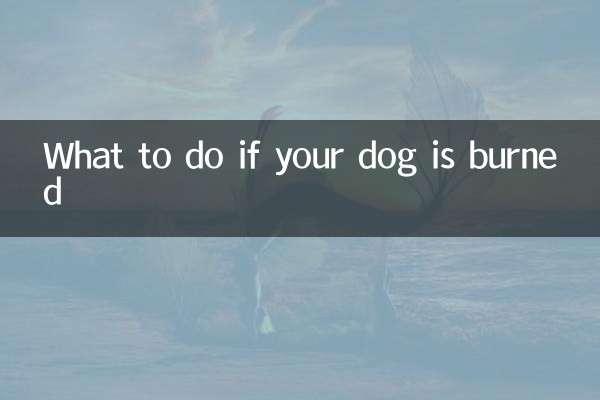 狗被燙傷了怎麼辦