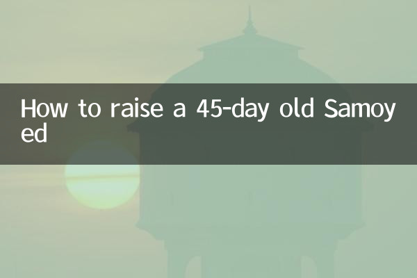 45天的萨摩耶怎么养