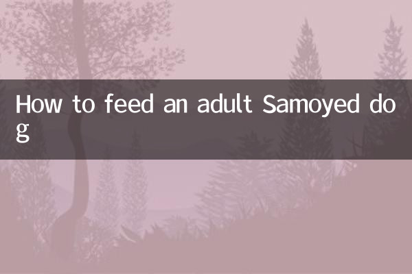 كيفية إطعام كلب سامويد البالغ