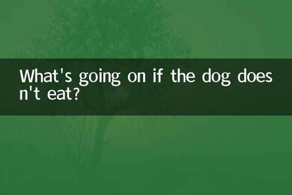 ¿Qué pasa si el perro no come?