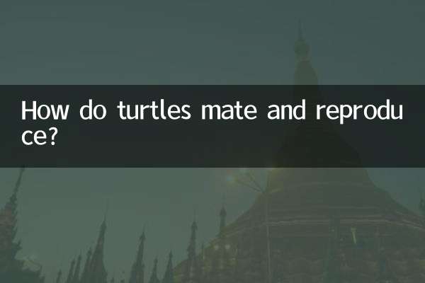 거북이는 어떻게 짝짓기와 번식을 합니까?
