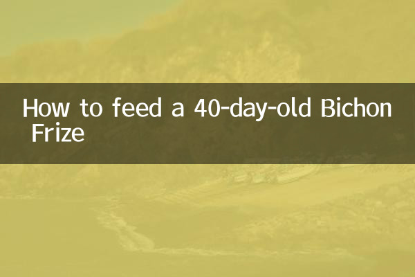Come nutrire un Bichon Frise di 40 giorni